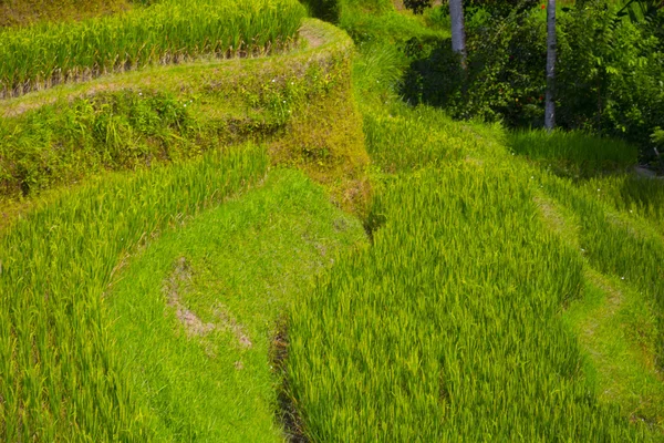 Tegalalang rýžové terasy. Bali — Stock fotografie