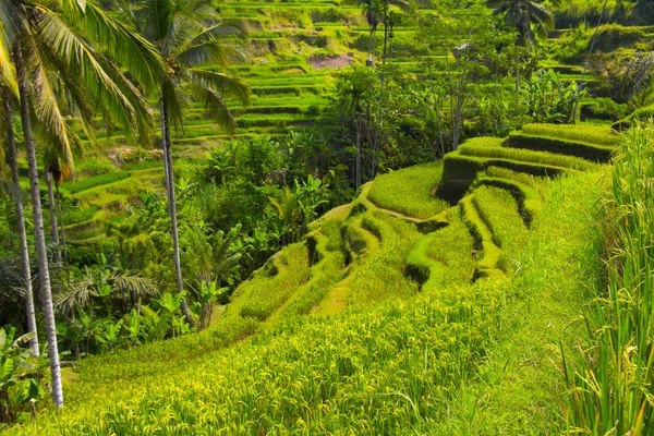 Tegalalang rice terrace. Bali — Stock Photo, Image