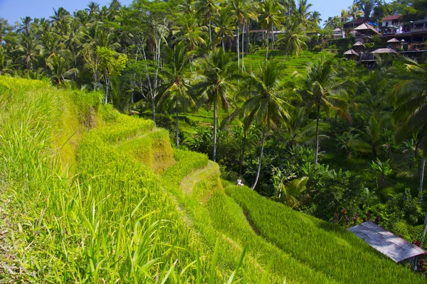 Terraço de arroz Tegalalang. Bali. — Fotografia de Stock