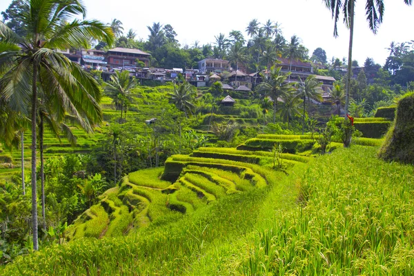 Tegalalang pirinç Teras. Bali