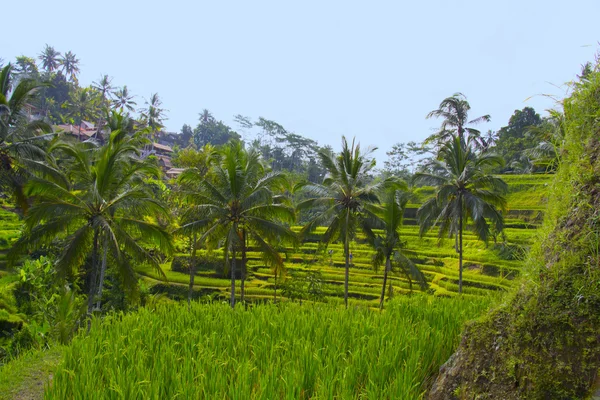 Tegalalang tarasach. Bali — Zdjęcie stockowe