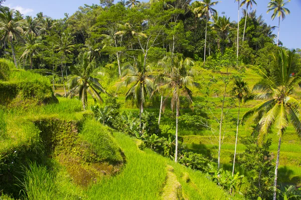 Terrazza di riso Tegalalang. Bali — Foto Stock