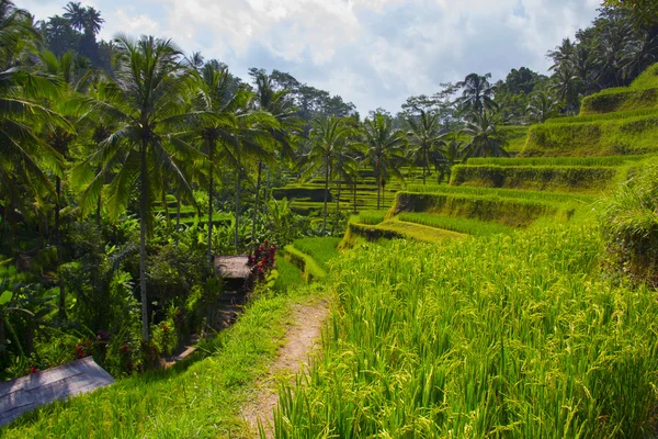 Tegalalang rizs terasz. Bali — Stock Fotó