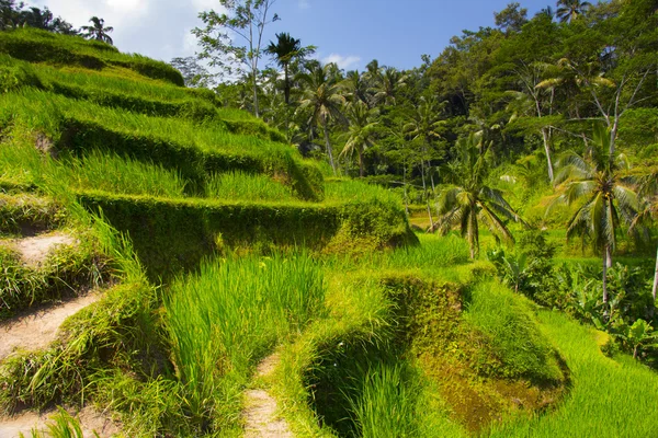 Terraza de arroz Tegalalang. Bali. —  Fotos de Stock