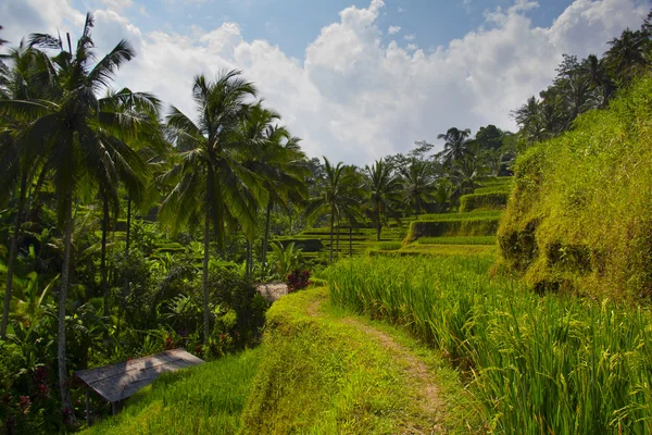 Tegalalang pirinç Teras. Bali — Stok fotoğraf