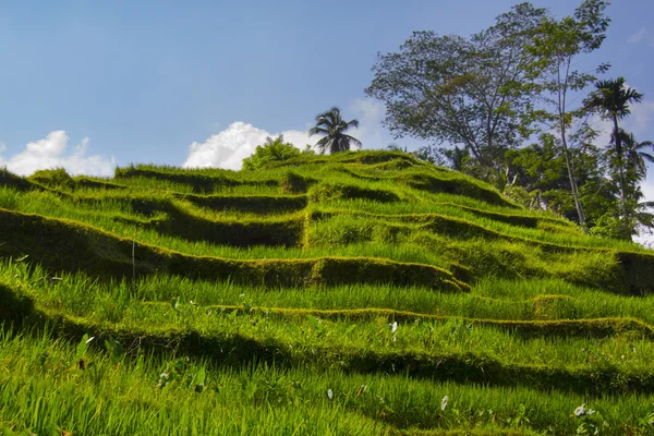 Tegalalang rice terrace. Bali — Stock Photo, Image