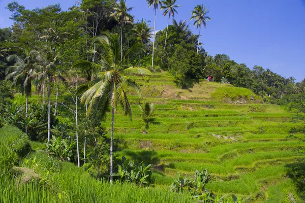 Terraço de arroz Tegalalang. Bali. — Fotografia de Stock