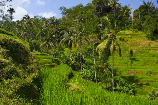 Tegalalang 水稻梯田。巴厘岛 — 图库照片