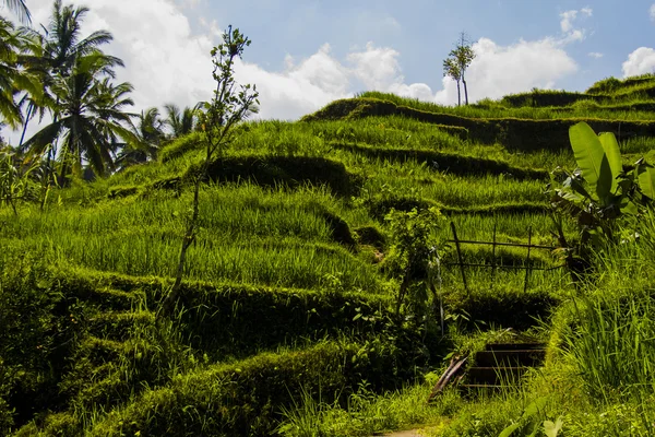 Tegalalang rijst terras. Bali — Stockfoto