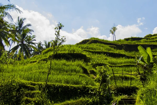 Tegalalang ρύζι βεράντα. Μπαλί — Φωτογραφία Αρχείου