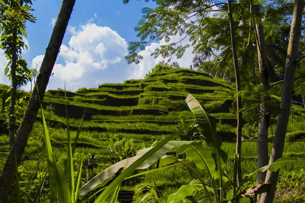 Tegalalang-Reisterrasse. bali — Stockfoto