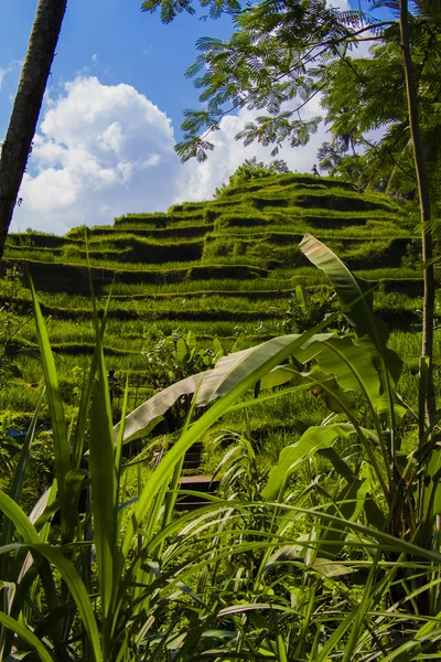 Tegalalang rýžové terasy. Bali — Stock fotografie