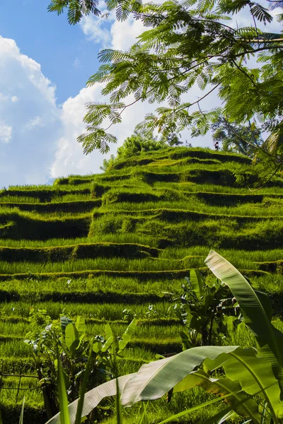 Tegalalang rýžové terasy. Bali — Stock fotografie