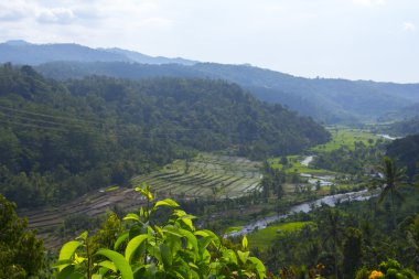Teras pirinç tarlaları görünümünü