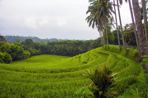 View terasz rizsföldek — Stock Fotó