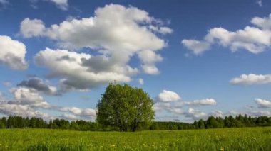 Bir yaz çayır üzerinde tek ağaç