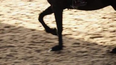 Sanddy Arena 'daki antrenman sırasında at bacakları ve binicileri kapatın. Sıcak gün batımı ışığı, toz ve dinamik hareket 4K yavaş çekim.