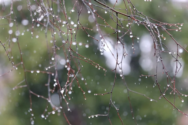 Yağmur damlaları bir huş ağacı dalları üzerinde