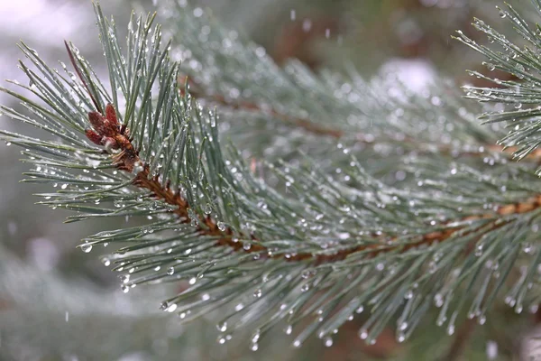 Yağmur damlaları Kanadalı Ladin ağacı dalı. kahverengi şişmiş tomurcukları. tazelik ve ciddiyet.