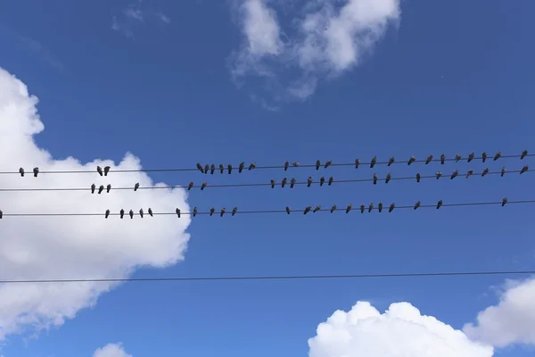 Kabloların üzerinde oturan kuşlar