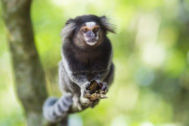 Sagui maymun içinde belgili tanımlık vahşi, Rio de Janeiro, Brezilya