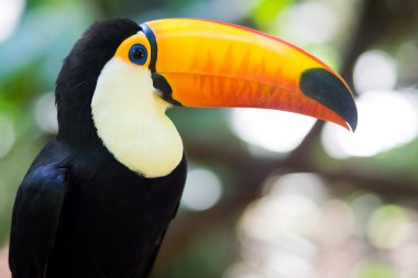 Doğal ortamda toucan kuş