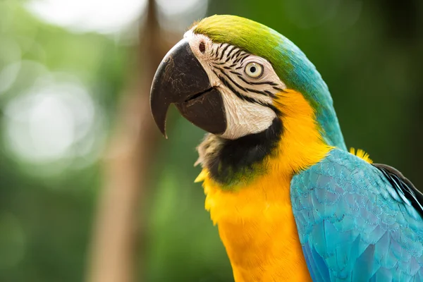 Arara azul e dourada no cenário natural — Fotografia de Stock