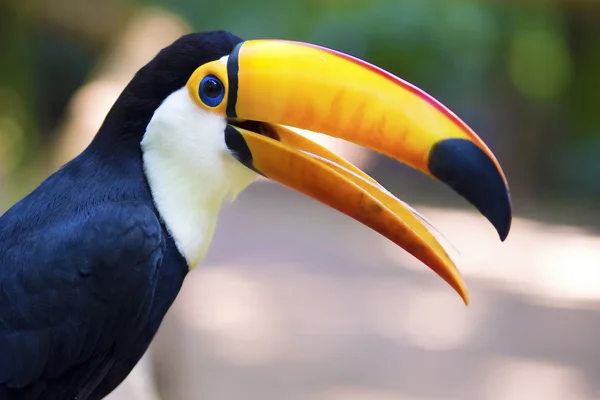 Doğal ortamda toucan kuş