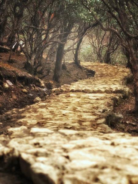 Sentier d'enroulement magique traversant une forêt enchantée — Photo