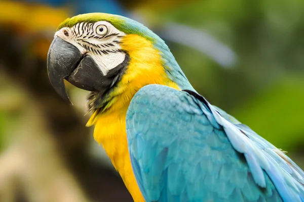 Arara azul e dourada no cenário natural — Fotografia de Stock