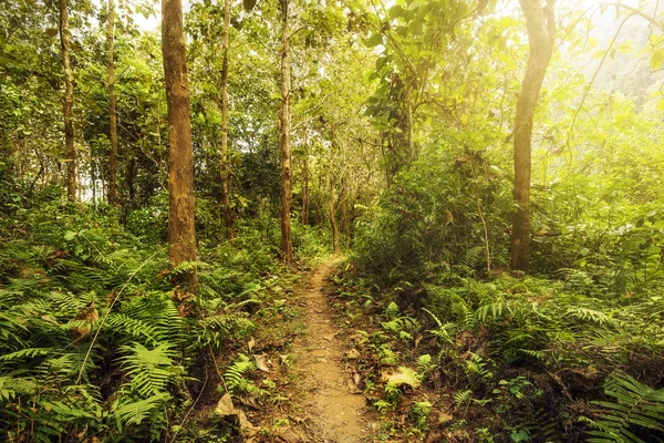 Wandelpad door weelderig groen bos — Stockfoto