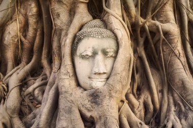 Kafa Buda heykelinin Ağaç kökleri Wat Mahathat Tapınağı, Ayutthaya, Tayland