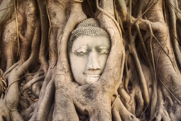 Socha hlavy Buddhy v kořenech stromu v chrámu Wat Mahathat, Ayutthaya, Thajsko — Stock fotografie