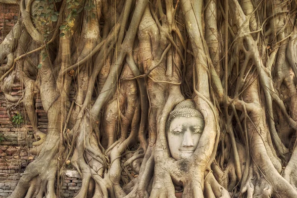 Tête de statue de Bouddha dans les racines des arbres au temple Wat Mahathat, Ayutthaya, Thaïlande — Photo