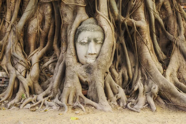 Cabeza de la estatua de Buda en las raíces del árbol, Ayutthaya, Tailandia —  Fotos de Stock