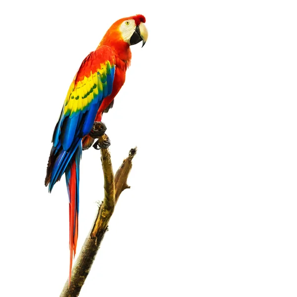 Kırmızı Macaw kuşu beyaz arkaplanda izole edildi