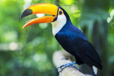 Egzotik Toucan kuş doğal ortamda Foz yapmak Iguaçu, Brezilya