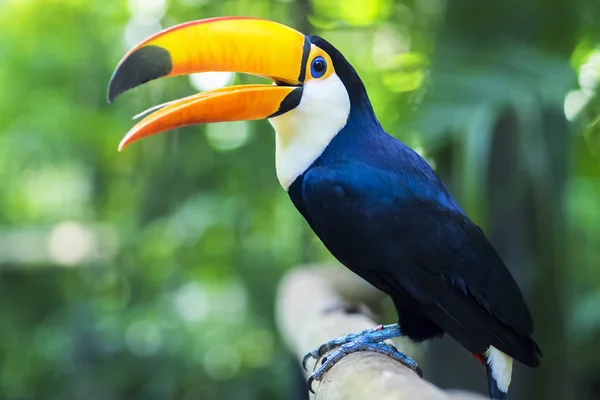 Egzotyczny ptak Tukan w naturalnym otoczeniu, Foz Iguacu, Brazylia — Zdjęcie stockowe