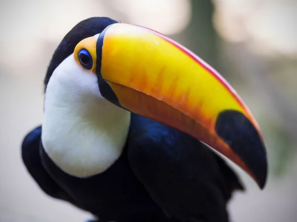 Uccello esotico tucano in ambiente naturale, Foz Do Iguacu, Brasile — Foto Stock