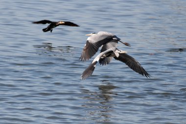 Douro Nehri üzerinde uçan balıkçıl