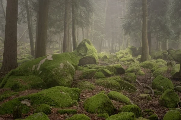 魔法の日当たりの良い、霧山の森 — ストック写真