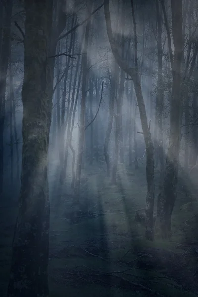 Bosque brumoso mágico al atardecer — Foto de Stock