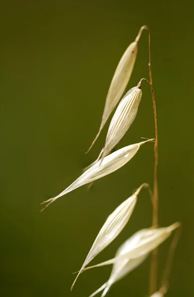 Natural composition with dry grass — Stock Photo, Image