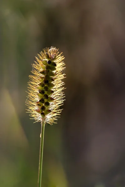 Backlit wild hairy plant — Stock Photo, Image