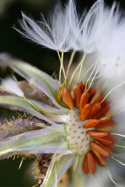 Macro of a dandelion — Stock Photo, Image