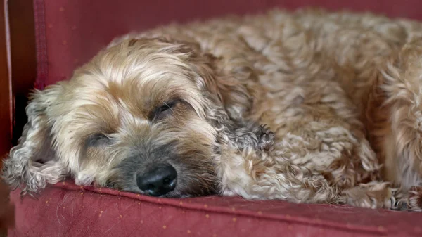 Perro durmiendo en el sofá — Foto de Stock