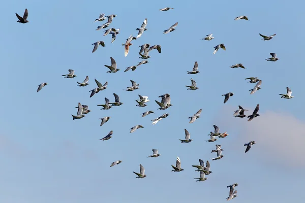 Carrier pigeons in flight — Stock Photo, Image