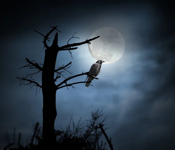 満月のカラス — ストック写真