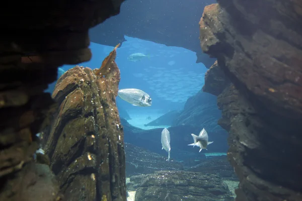 Aquarium sea bream — Stock Photo, Image