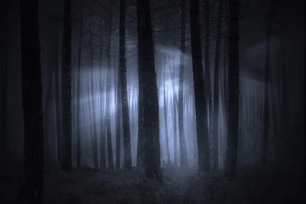 Uhyggelig, tåkete skog – stockfoto